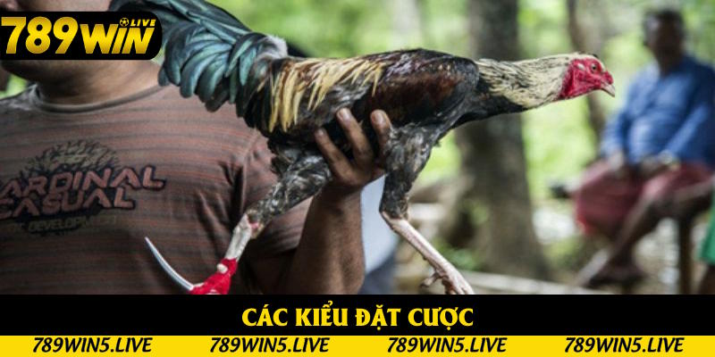 Những kiểu đặt cược thú vị trong đá gà cựa sắt