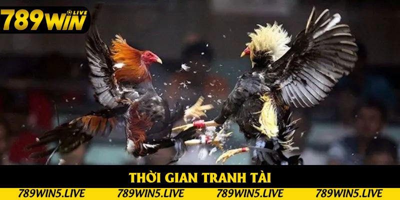 Quy định về thời gian so tài cao thấp trong đá gà cựa sắt