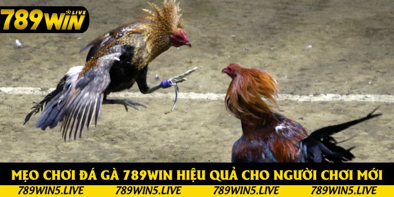 Mẹo giúp bạn chinh phục sảnh đá gà