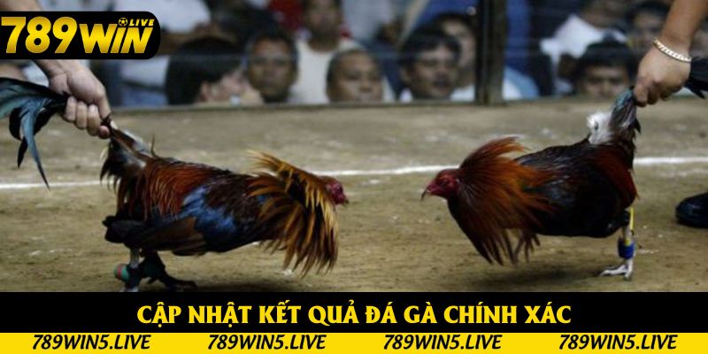 Cập nhật kết quả đá gà chính xác, không lo trễ nhịp