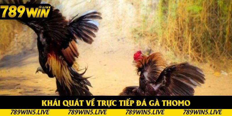 Toàn cảnh hoạt động trực tiếp đá gà thomo
